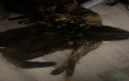 Mixed Breed cats for sale: 2 girls and 1 boy mixed breed kittend - Image 8