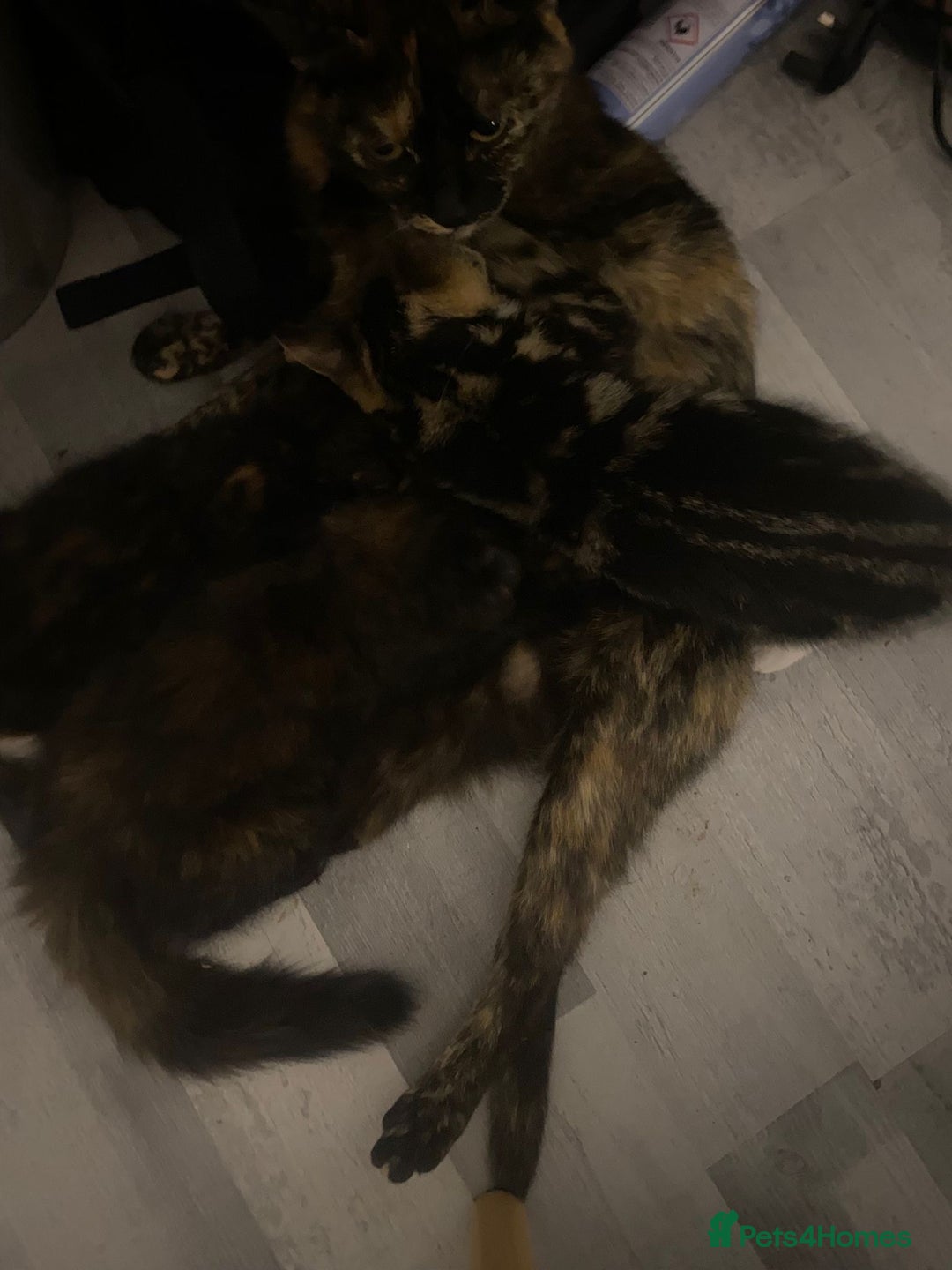 Mixed Breed cats for sale: 2 girls and 1 boy mixed breed kittend - Image 8