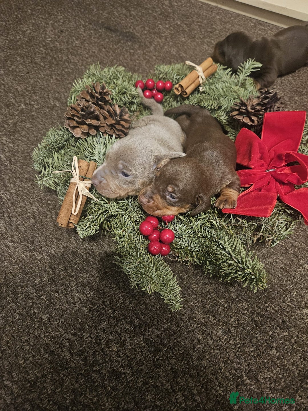 Miniature Dachshund dogs for sale: Gorgeous  **  for  **  dachshund puppy 🐶  - Advert 11