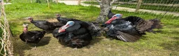 Turkeys poultry for sale: Norfolk Black Turkey Poults - Advert 2