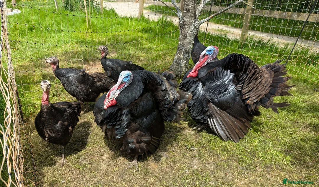 Turkeys poultry for sale: Norfolk Black Turkey Poults - Advert 2
