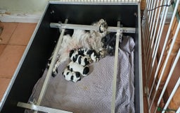 Cocker Spaniel dogs for sale: Cocker spaniel - Image 3