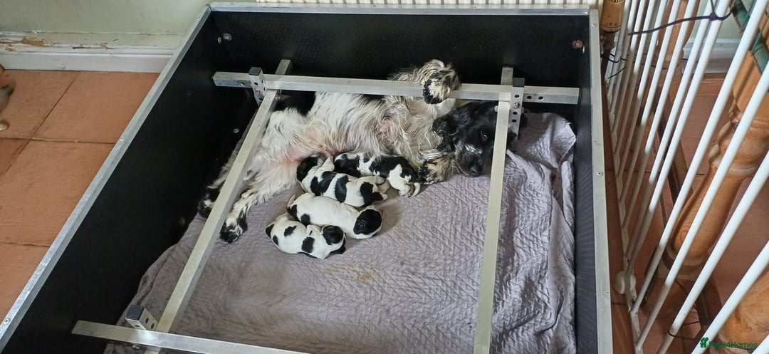 Cocker Spaniel dogs for sale: Cocker spaniel - Image 3