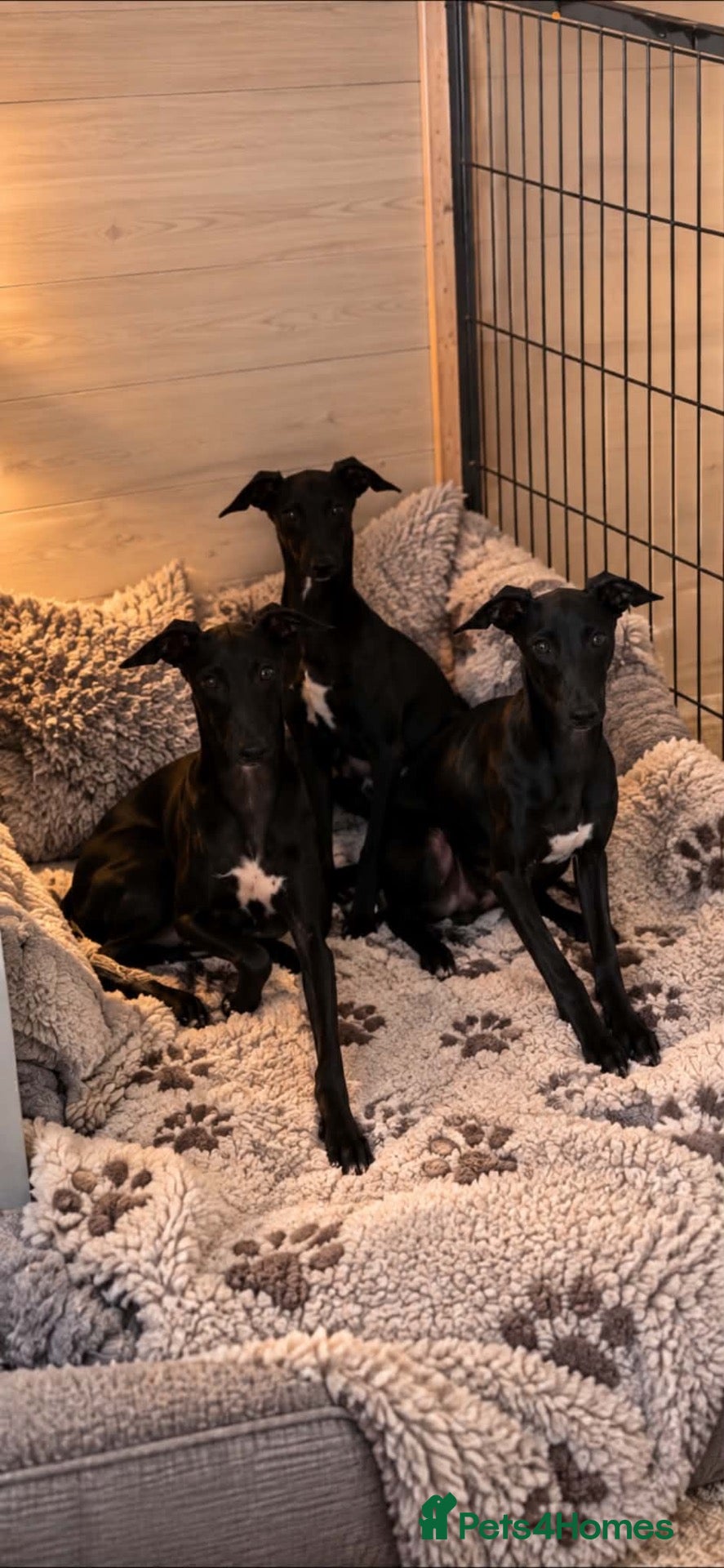 Italian Greyhound dogs 🐾🖤 KC Registered Italian Greyhound Puppies🖤🐾 - Advert 14