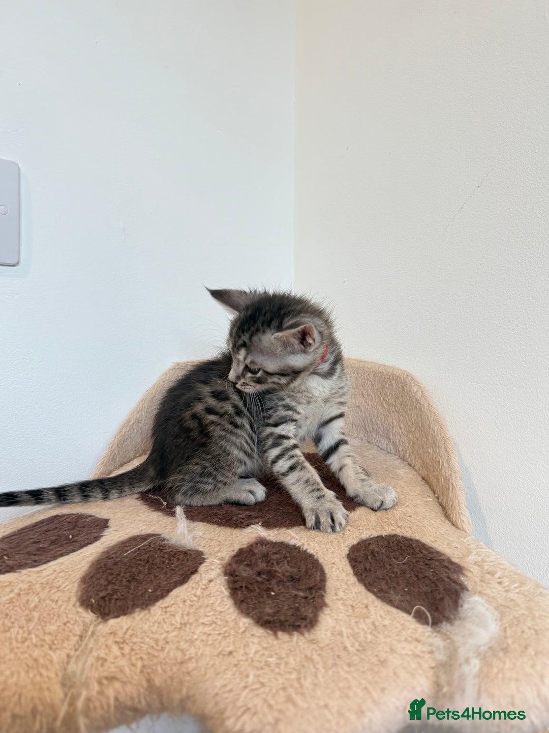 Mixed Breed cats for sale: Maine Coon x Savannah Kittens - Advert 33