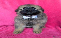 German Shepherd dogs for sale: Adorable German Shepherd puppies - Image 10