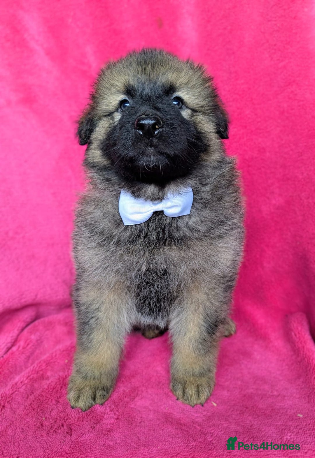 German Shepherd dogs for sale: Adorable German Shepherd puppies - Image 10