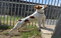 Brittany Spaniel dogs for adoption: Danny is a lovely  boy looking for the best home  - Image 10