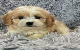Cavapoo dogs for sale: Cavapoo puppie for sale  - Image 4