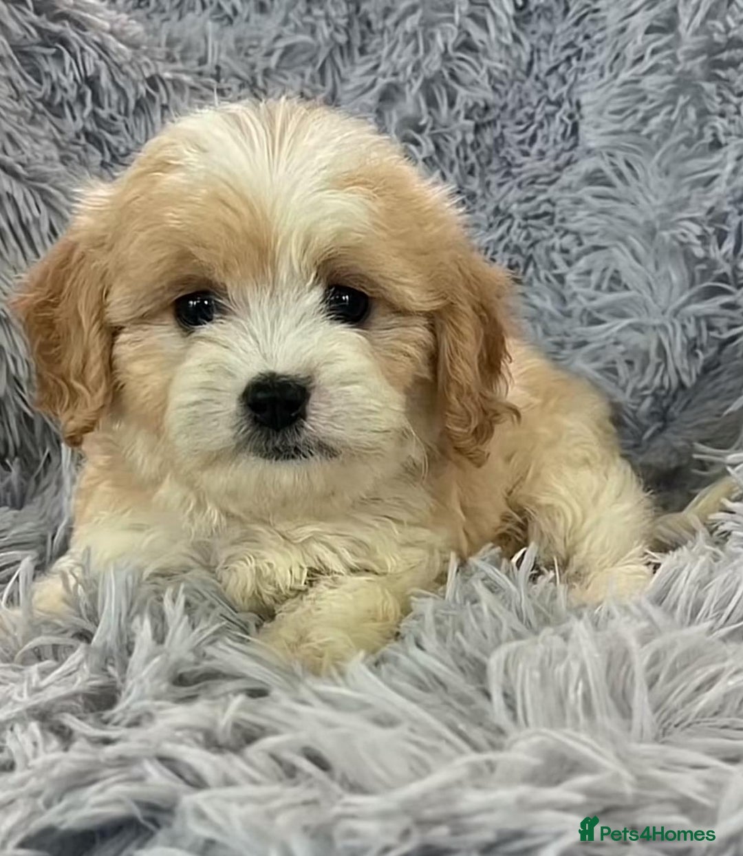 Cavapoo dogs for sale: Cavapoo puppie for sale  - Image 4
