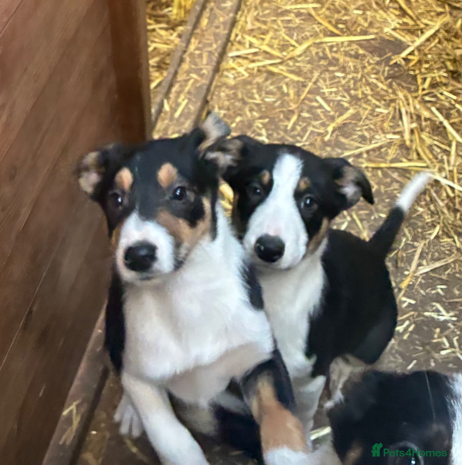 Mixed Breed dogs Collie x kelpie puppies  - Advert 11