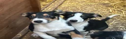 Mixed Breed dogs for sale: Collie x kelpie puppies  in Rhayader - Advert 1