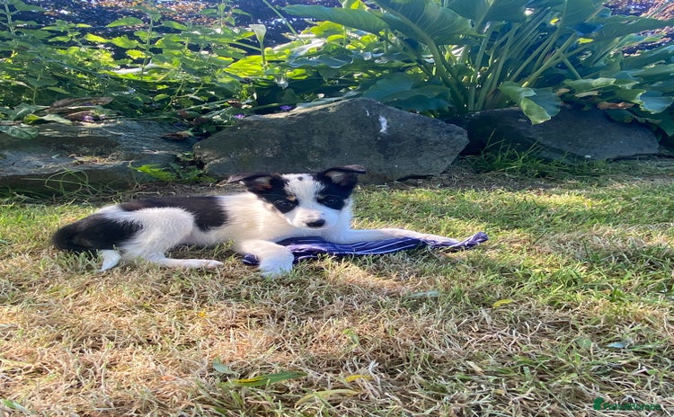 Border Collie dogs in Carmarthen - Advert 2
