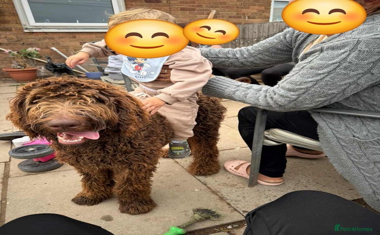 Labradoodle dogs - Advert 7