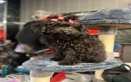 Mixed Breed dogs for sale: Asian toy poodle black boy  - Image 12