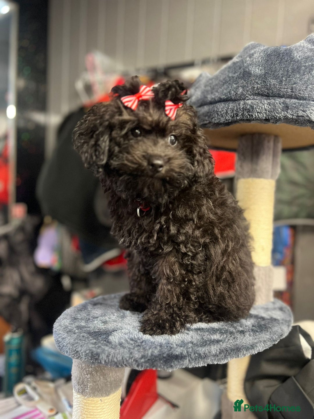 Mixed Breed dogs for sale: Asian toy poodle black boy  - Image 12