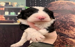 Sheepadoodle dogs for sale: Medium Sheepadoodle Puppies Available  - Image 28