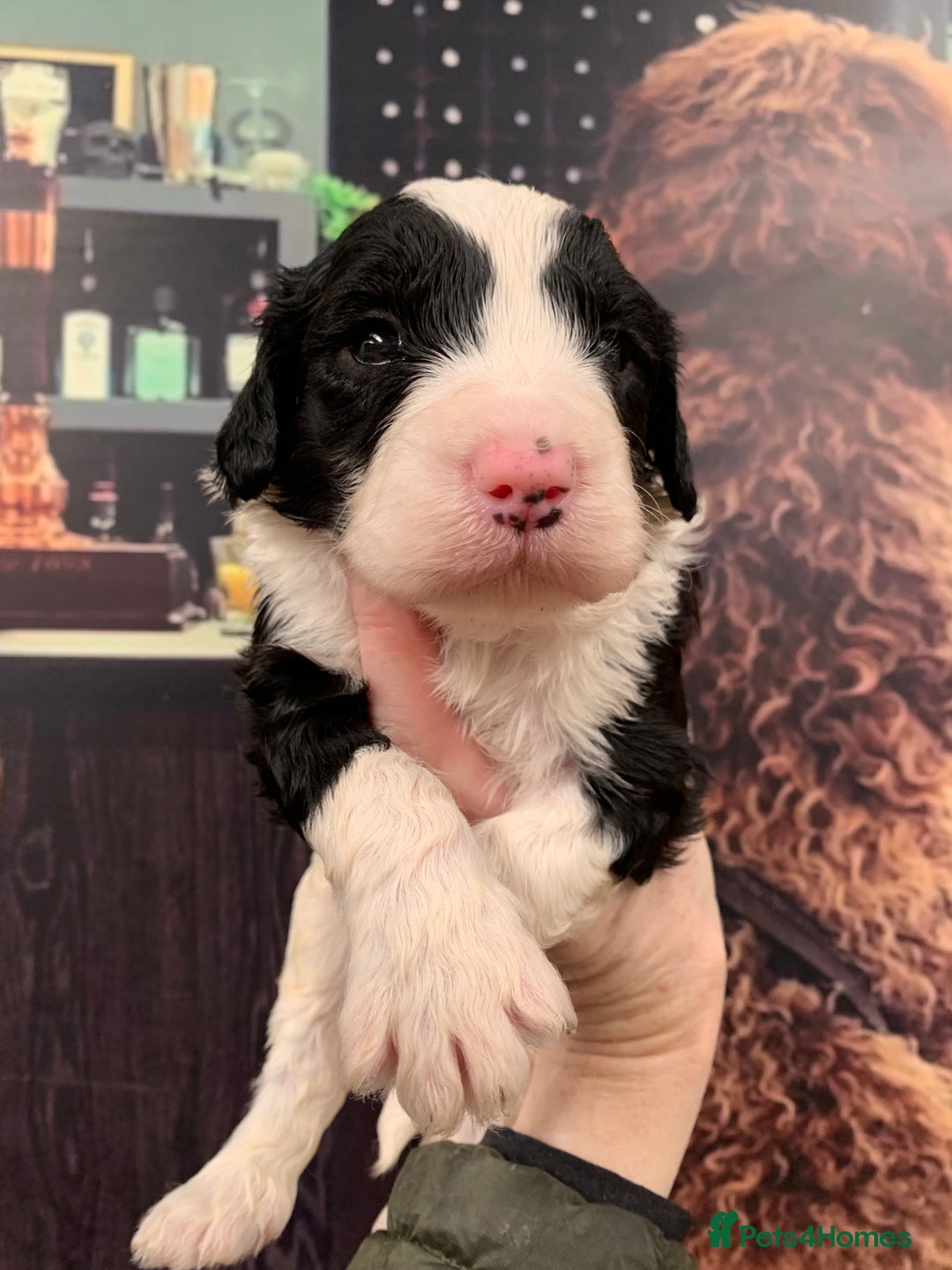 Sheepadoodle dogs for sale: Medium Sheepadoodle Puppies Available  - Image 28