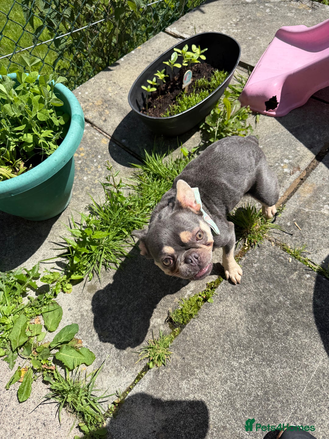French Bulldog dogs for sale: Gorgeous French Bulldog year and a half old - Advert 3