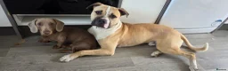 Mixed Breed dogs for sale: Mastiff x boxer  - Advert 2