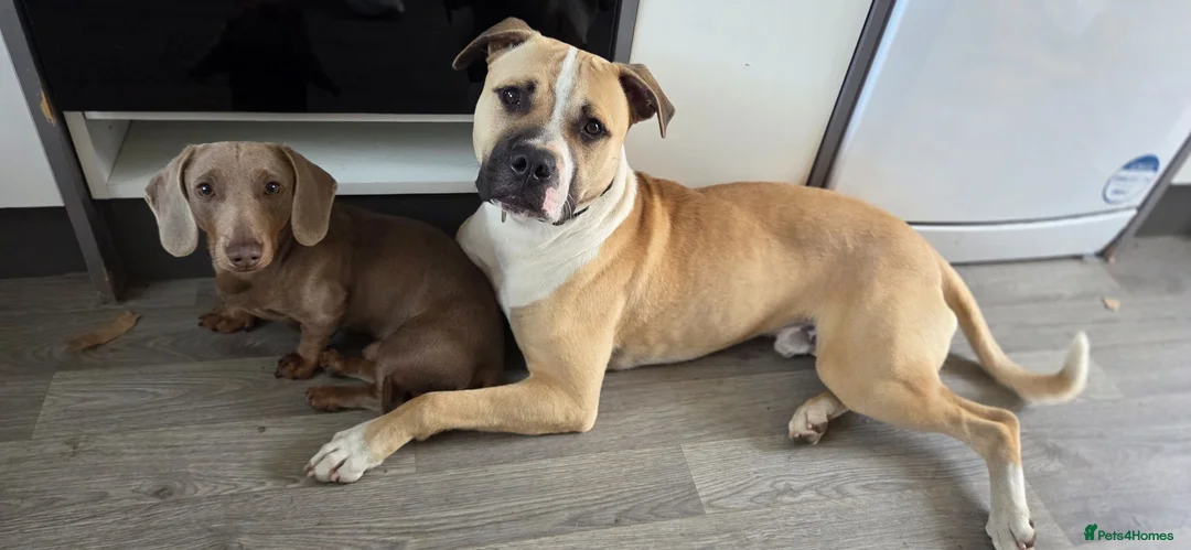 Mixed Breed dogs for sale: Mastiff x boxer  - Advert 2