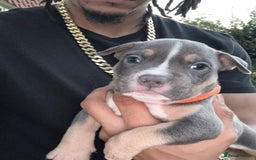 American Bully dogs for sale: American Pocket Bully Puppies (ABKC registered)  - Image 4