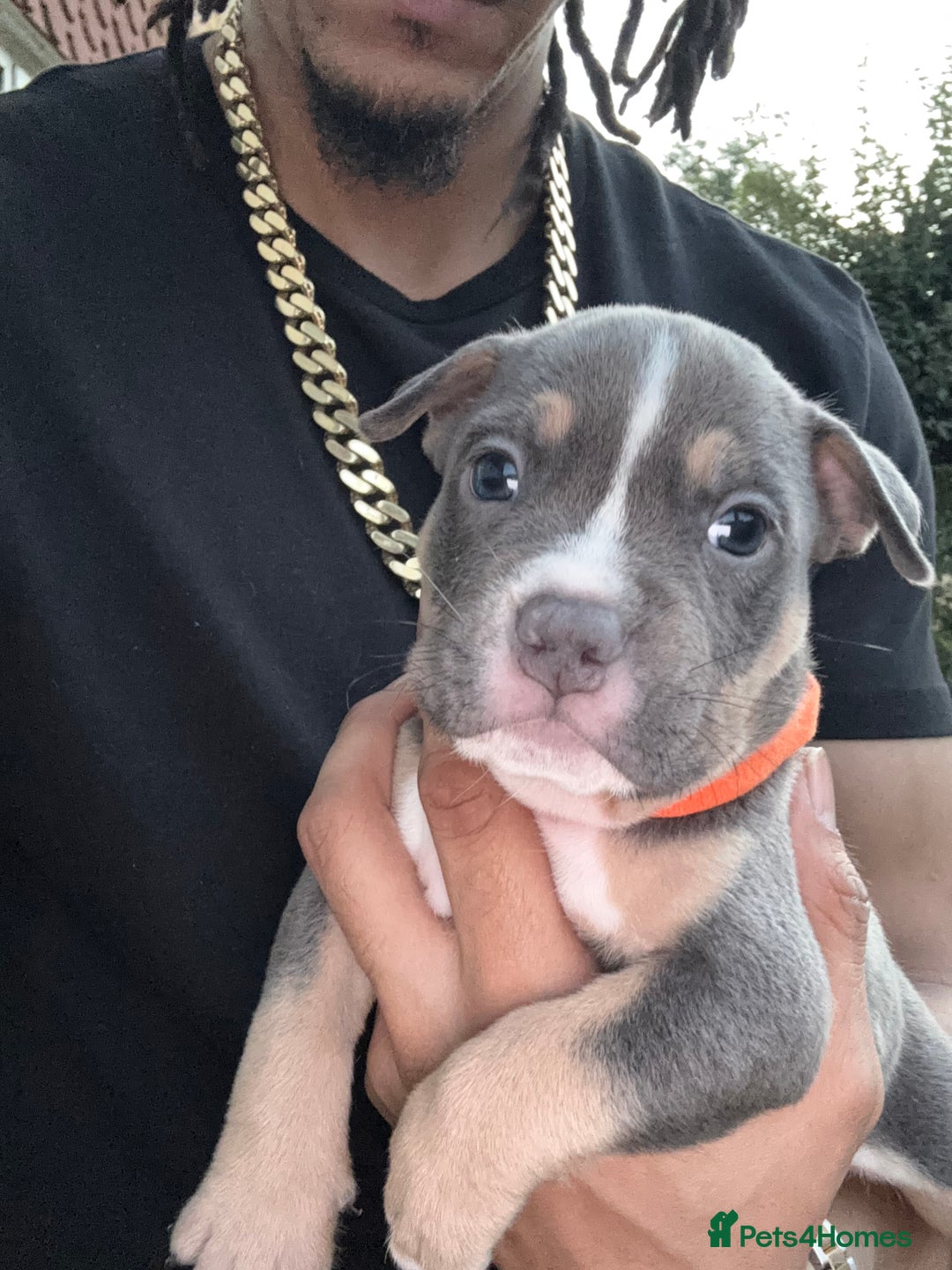 American Bully dogs for sale: American Pocket Bully Puppies (ABKC registered)  - Image 4