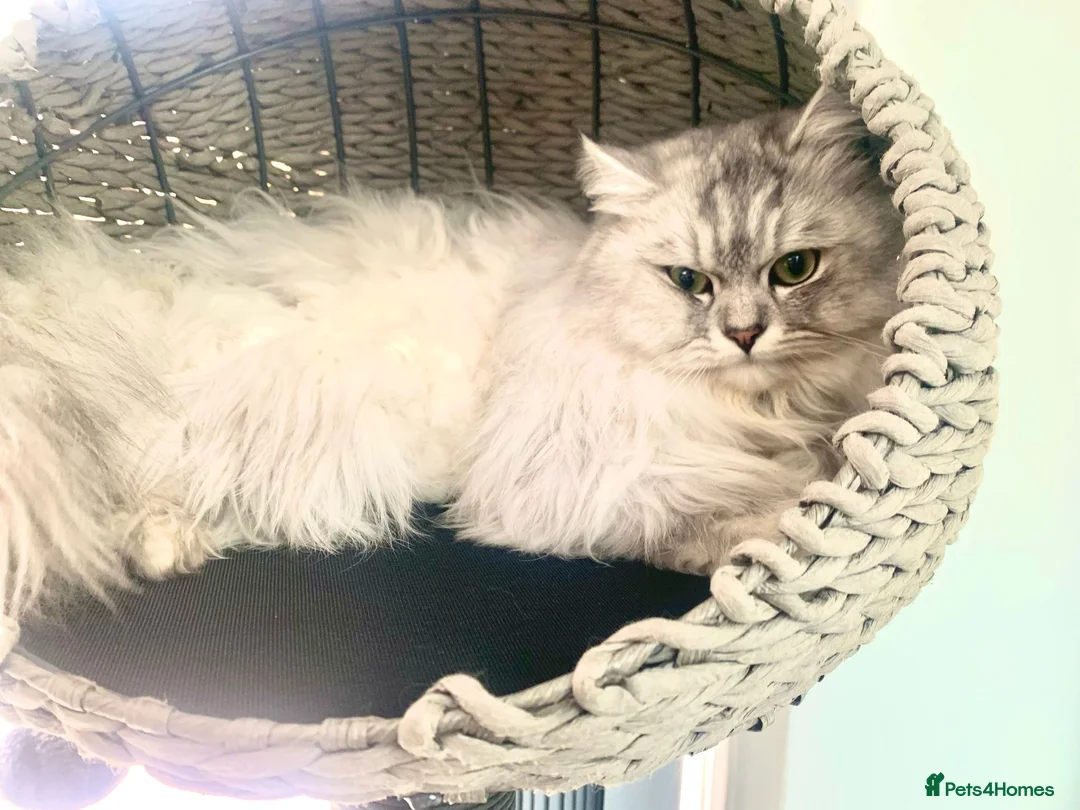 Mixed Breed cats for stud: Beautiful white/ grey ragdoll- Persian for stud  in Birmingham - Advert 6