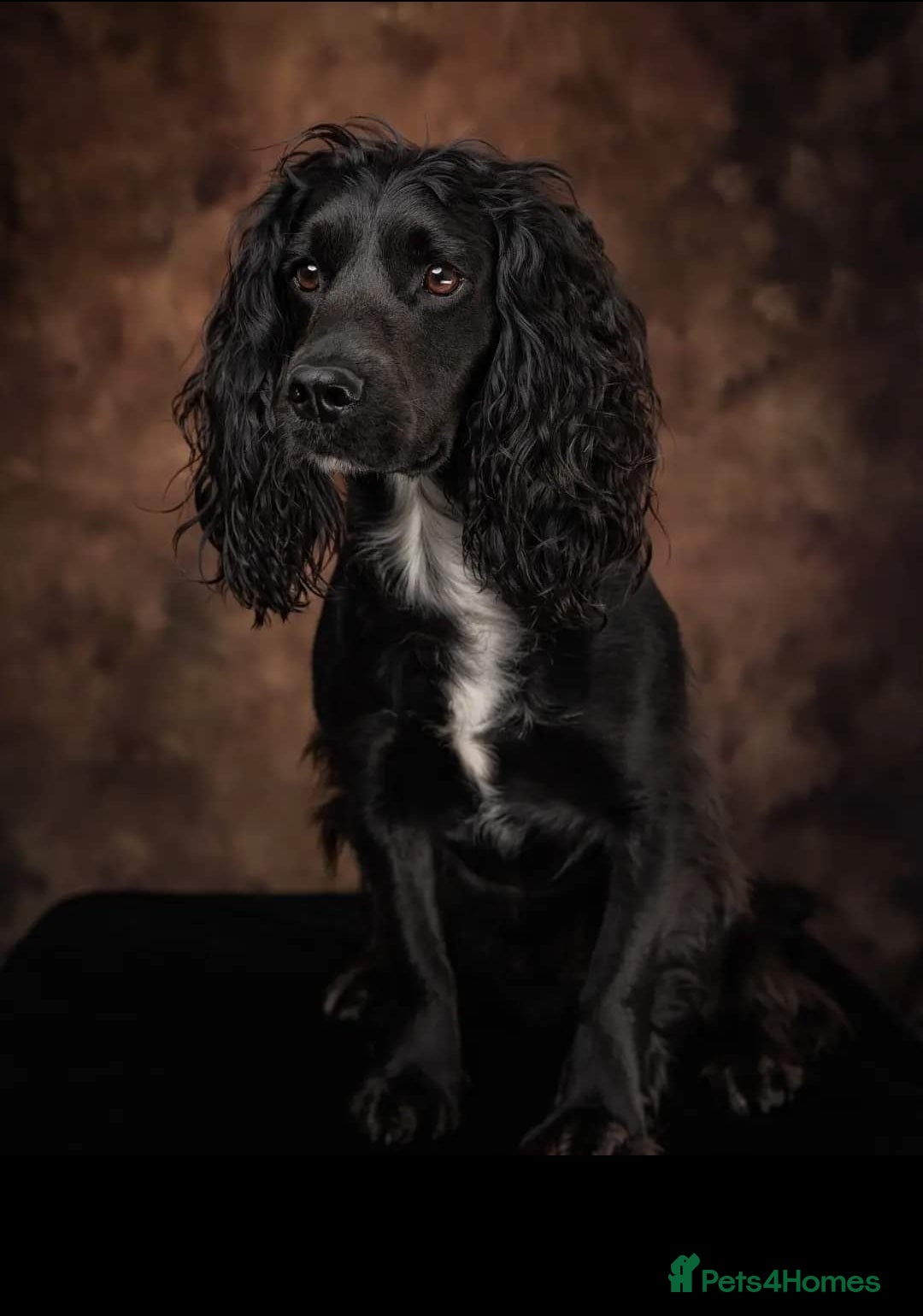 Cocker Spaniel dogs At stud  - Advert 3