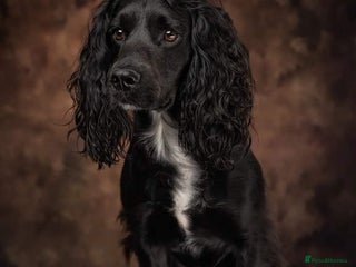 Cocker Spaniel dogs in Wisbech - Advert 38