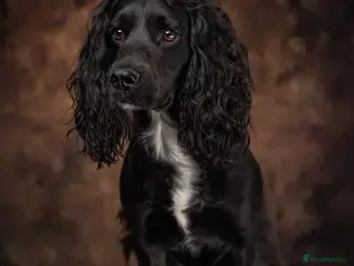 Cocker Spaniel dogs At stud - Advert 3