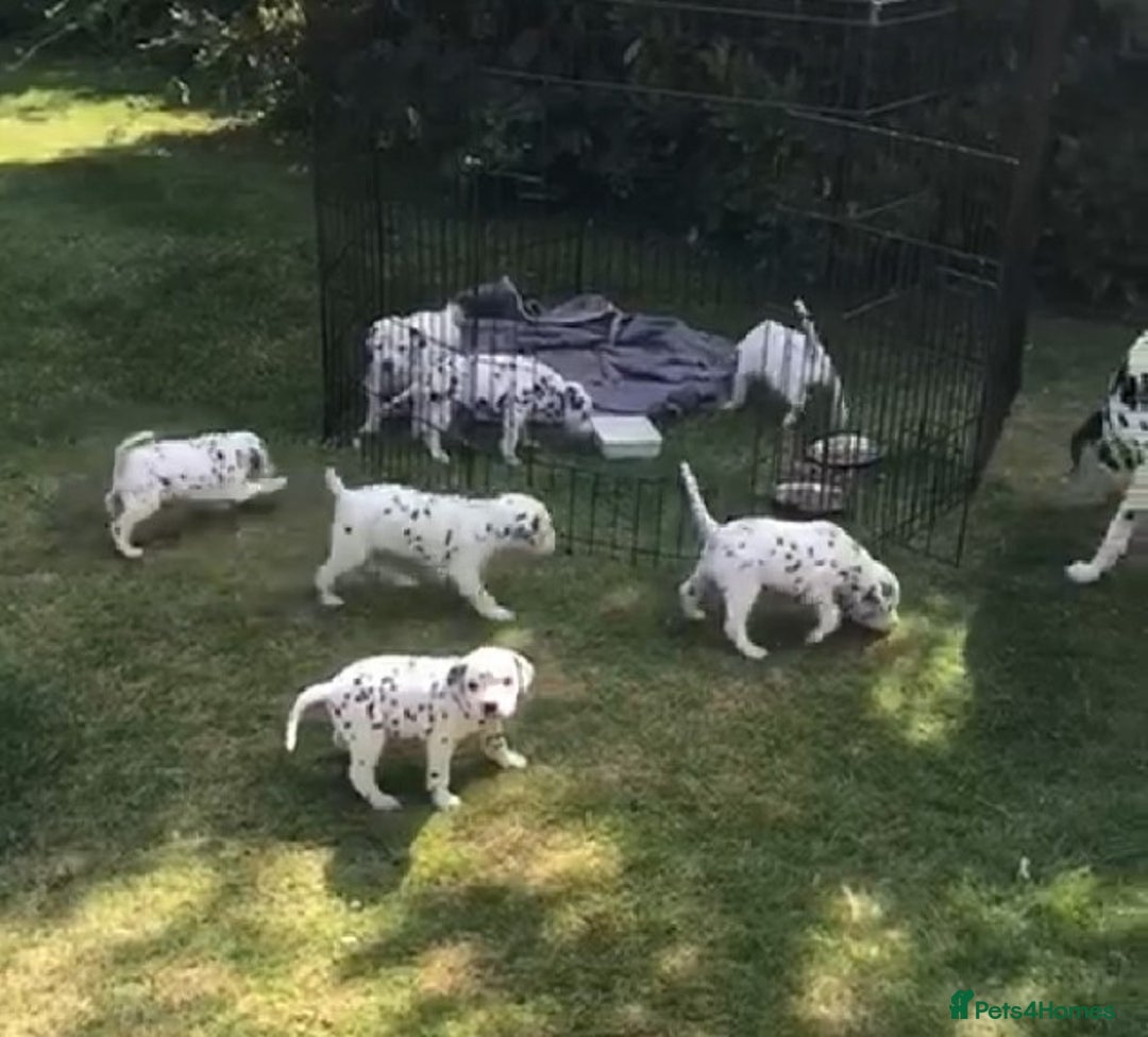 Dalmatian dogs for stud: Kc Baer tested studs available proven in Bedford - Image 3