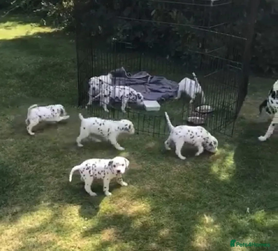 Dalmatian dogs for stud: Kc Baer tested stud sperm tested for quality  in Bedford - Advert 3