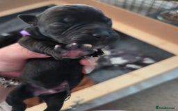Mixed Breed dogs for sale: Beautiful Collie x K.C Staffy Pups  - Image 17