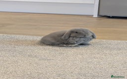 Mini Lop rabbits for sale: Mini Holland Lop Bunny  - Image 2
