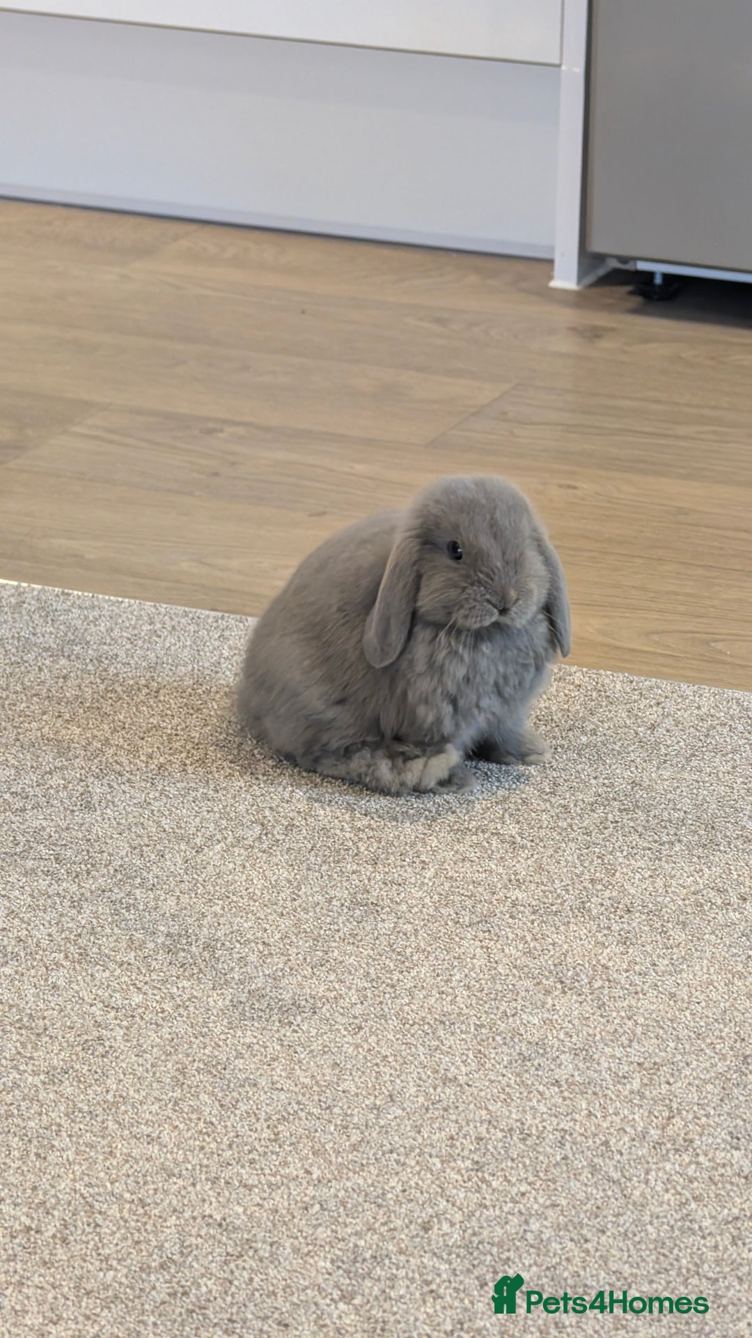 Mini Lop rabbits for sale: Mini Holland Lop Bunny  - Image 2