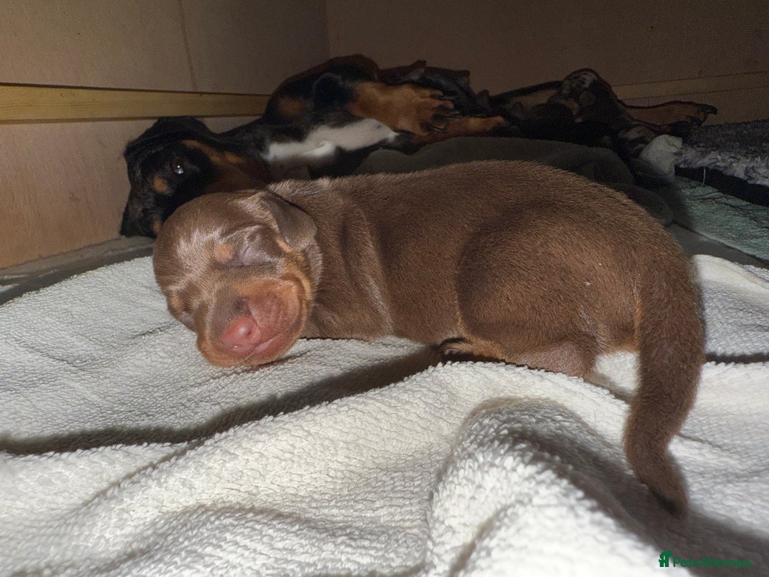 Dachshund dogs for sale: Miniature dachshund puppies  - Image 4