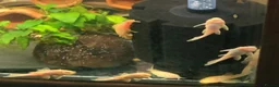Plecos fish for sale: Albino bristlenose pleco - Advert 3
