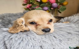 Cocker Spaniel dogs for sale: Well bred, rare coloured, working cocker spaniels - Image 11