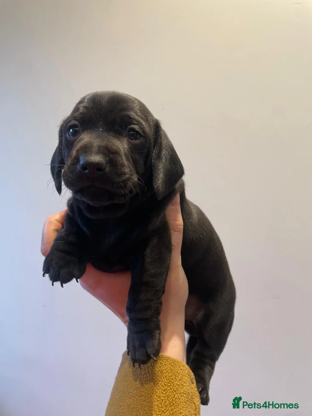 Miniature Dachshund dogs for sale: Miniature Dachshund puppies  - Advert 6