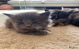 Mixed Breed cats for sale: Beautiful kittens for sale - Image 3