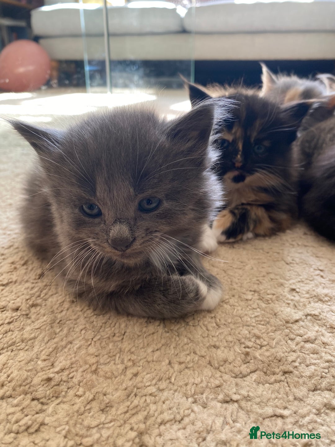 Mixed Breed cats for sale: Beautiful kittens for sale - Image 3