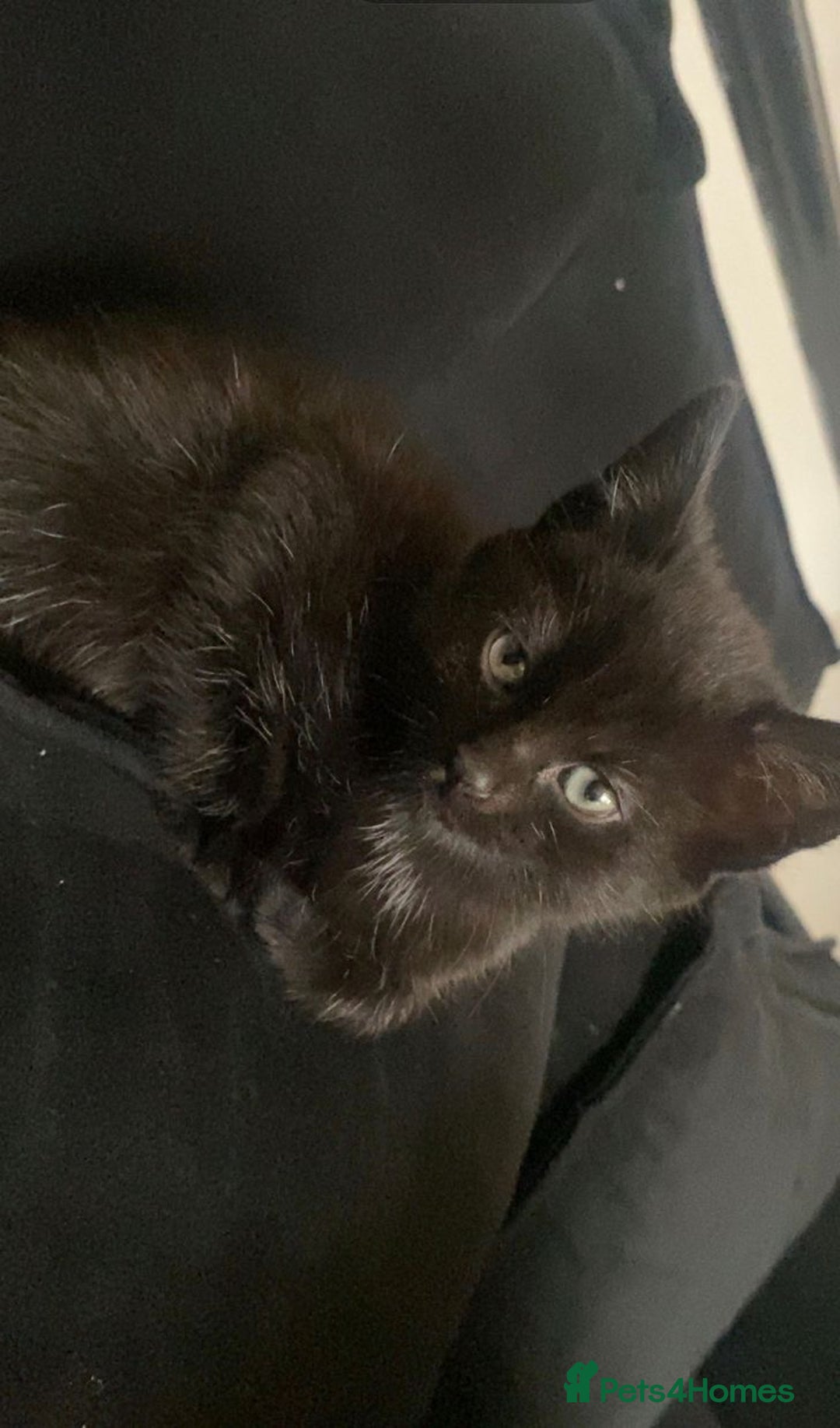 Mixed Breed cats for sale: 4 kittens, 3 girls & 1 boy - Advert 5