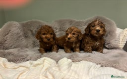 Cockapoo dogs for sale: Outstanding red and Black and Tan cockapoos in Doncaster - Image 6