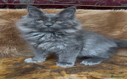 Maine Coon cats for sale: 🏆 PEDIGREE MAINE COON KITTENS GCCF 🏆  - Image 4
