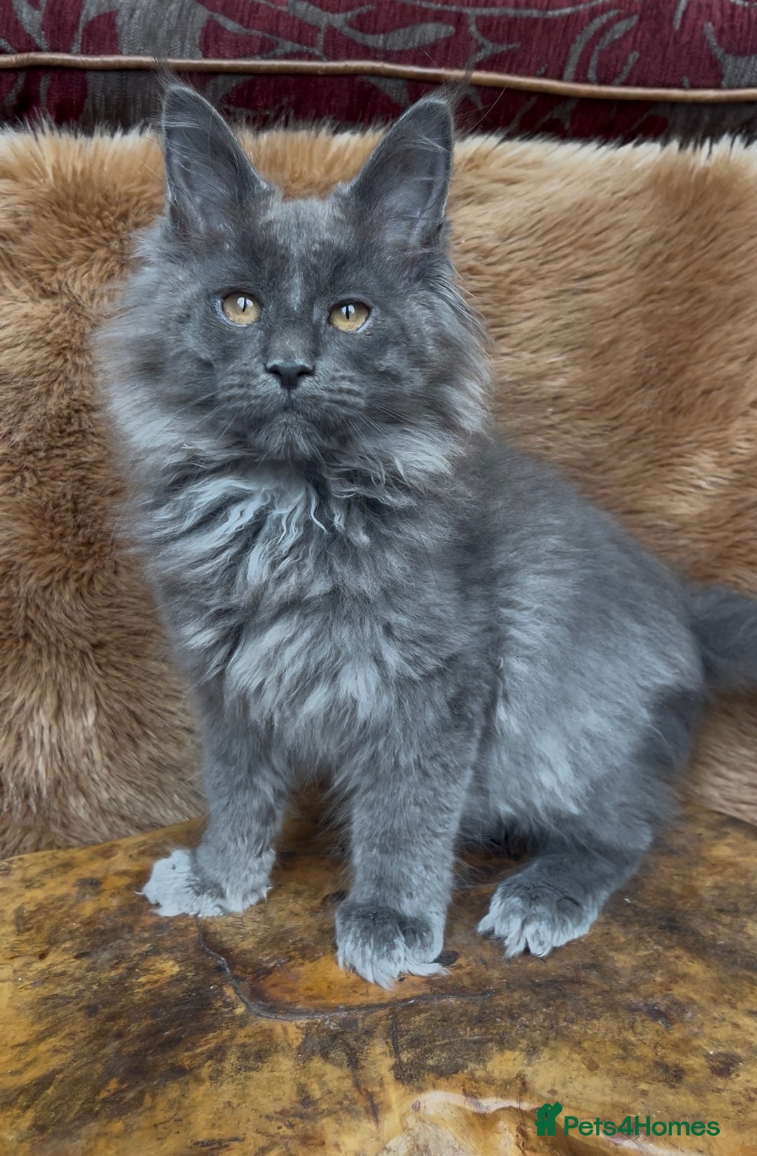 Maine Coon cats for sale: 🏆 PEDIGREE MAINE COON KITTENS GCCF 🏆  - Image 4