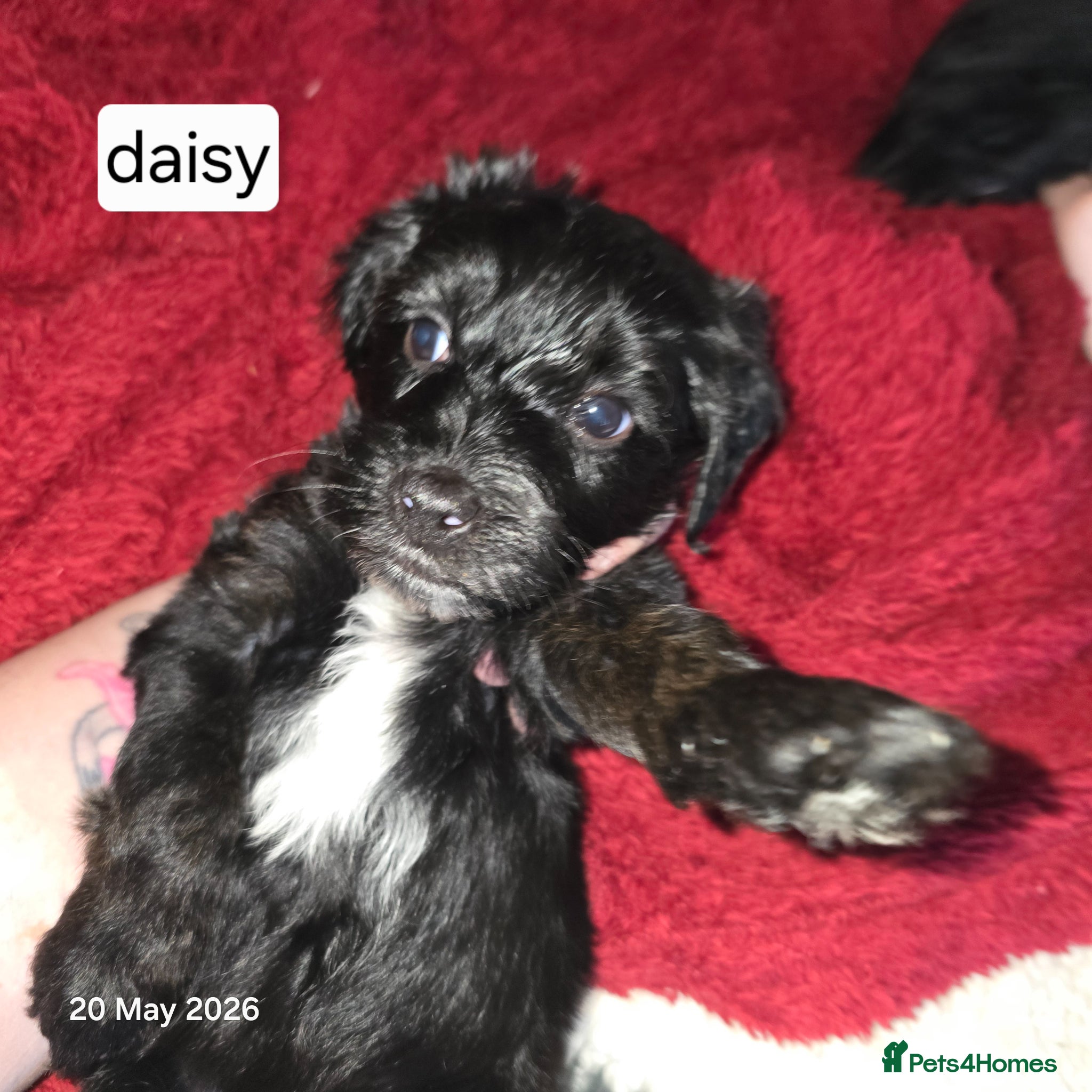 Mixed Breed dogs for sale: Cockapoo/ yorkiepoo mix in Saint Leonards-on-sea - Advert 2