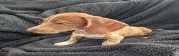 Miniature Dachshund dogs for sale: LAST 3x Dachshund boys ready NOW fully vacs - Advert 9