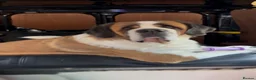 Saint Bernard dogs for sale: Kc Saint Bernard  - Advert 4
