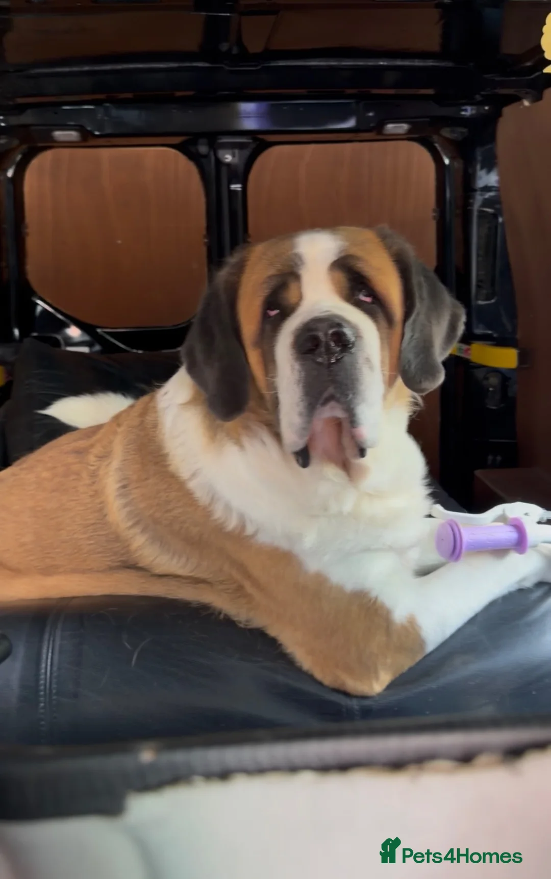 Saint Bernard dogs for sale: Kc Saint Bernard  - Advert 4